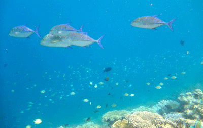 f0190653_2037516.gif