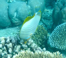 f0190653_20381734.gif