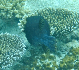f0190653_20413912.gif