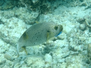 f0190653_20415534.gif