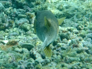 f0190653_20421092.gif