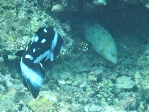 f0190653_2043537.gif
