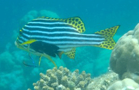 f0190653_21271127.gif