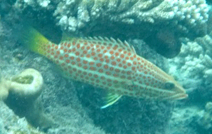 f0190653_21273751.gif