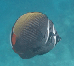 f0190653_21274156.gif