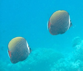 f0190653_21274471.gif