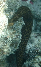 f0190653_21274823.gif
