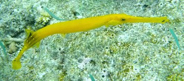 f0190653_21343557.gif