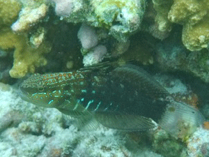 f0190653_22174271.gif