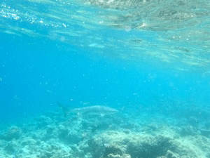 f0190653_22181474.gif
