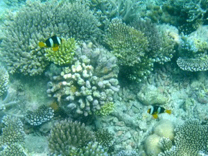 f0190653_22181858.gif