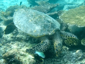 f0190653_22182175.gif