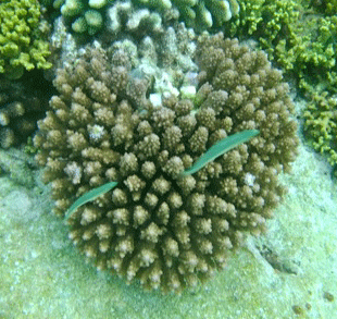 f0190653_2218915.gif