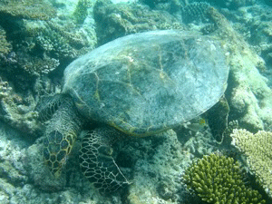 f0190653_22203647.gif