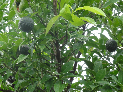 c0108460_1519521.jpg
