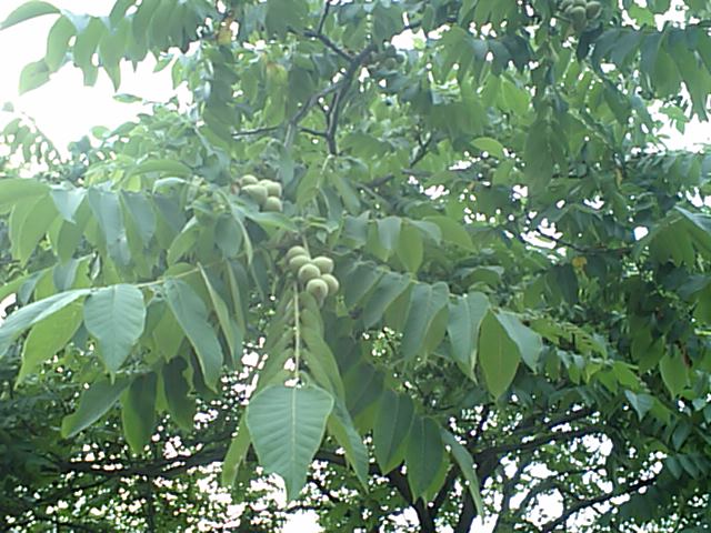 d0098665_17523773.jpg