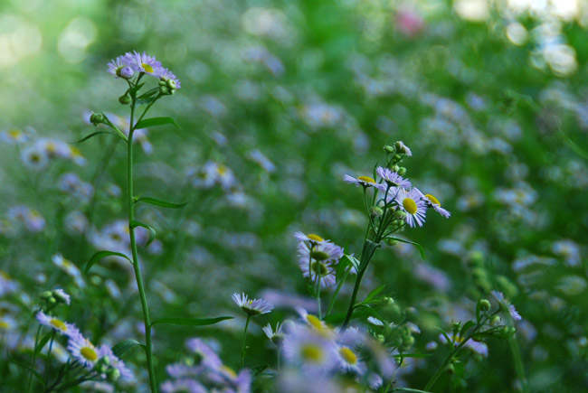 　　　【　野　菊　】_c0094572_1439227.jpg