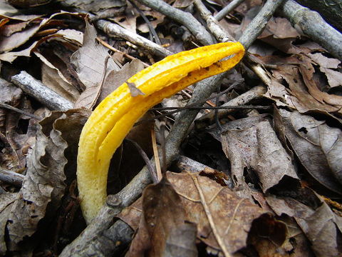 c0002874_2019435.jpg