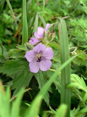 f0083977_7505163.jpg