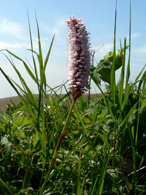 f0083977_755389.jpg