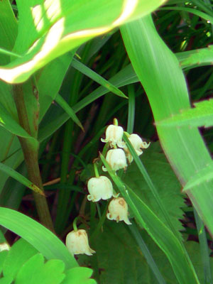 f0083977_82495.jpg