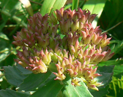 f0083977_8554666.jpg