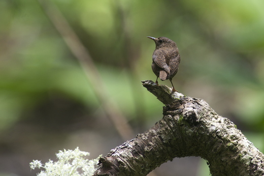 アカショウビンと仲間たち_c0096278_16495755.jpg