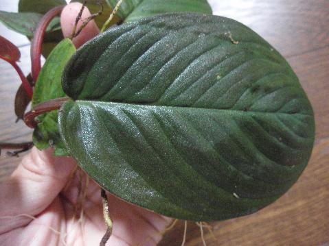 Homalomena sp. Bentong_a0194582_19513017.jpg