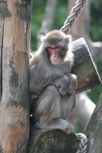 Artis動物園   vol.1_d0163482_20381520.jpg