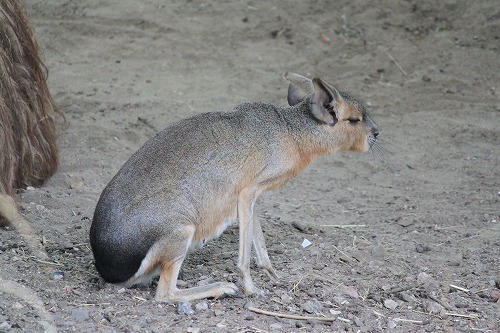 Artis動物園   vol.1_d0163482_20403719.jpg