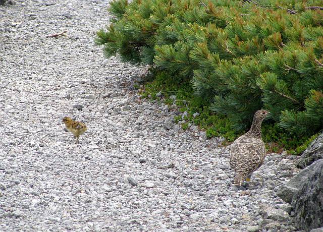 110716 kunちゃん乗鞍岳周辺散策（雷鳥の親子）_d0036883_11433899.jpg