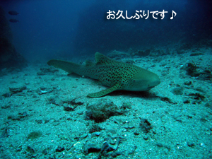 船上は地獄、水中はパラダイス♪_f0144385_81857.jpg