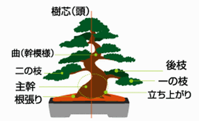 盆栽の概念と作り方と樹形 盆栽クラブ