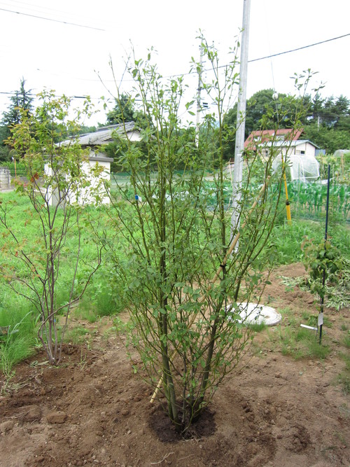 談合坂sa_b0200291_18583655.jpg