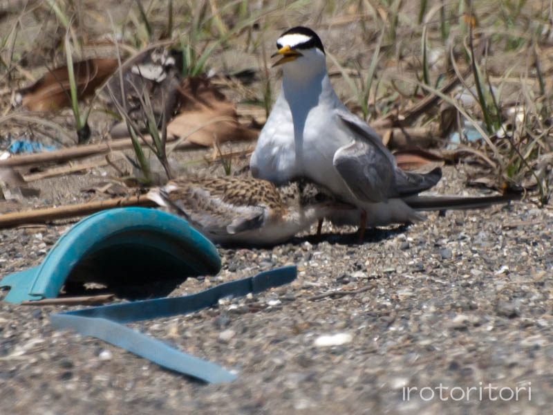 葛西臨海公園　コアジサシ　　2011/07/18_d0146592_232941.jpg