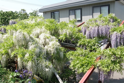 さぼり気味日記_c0062295_822510.jpg