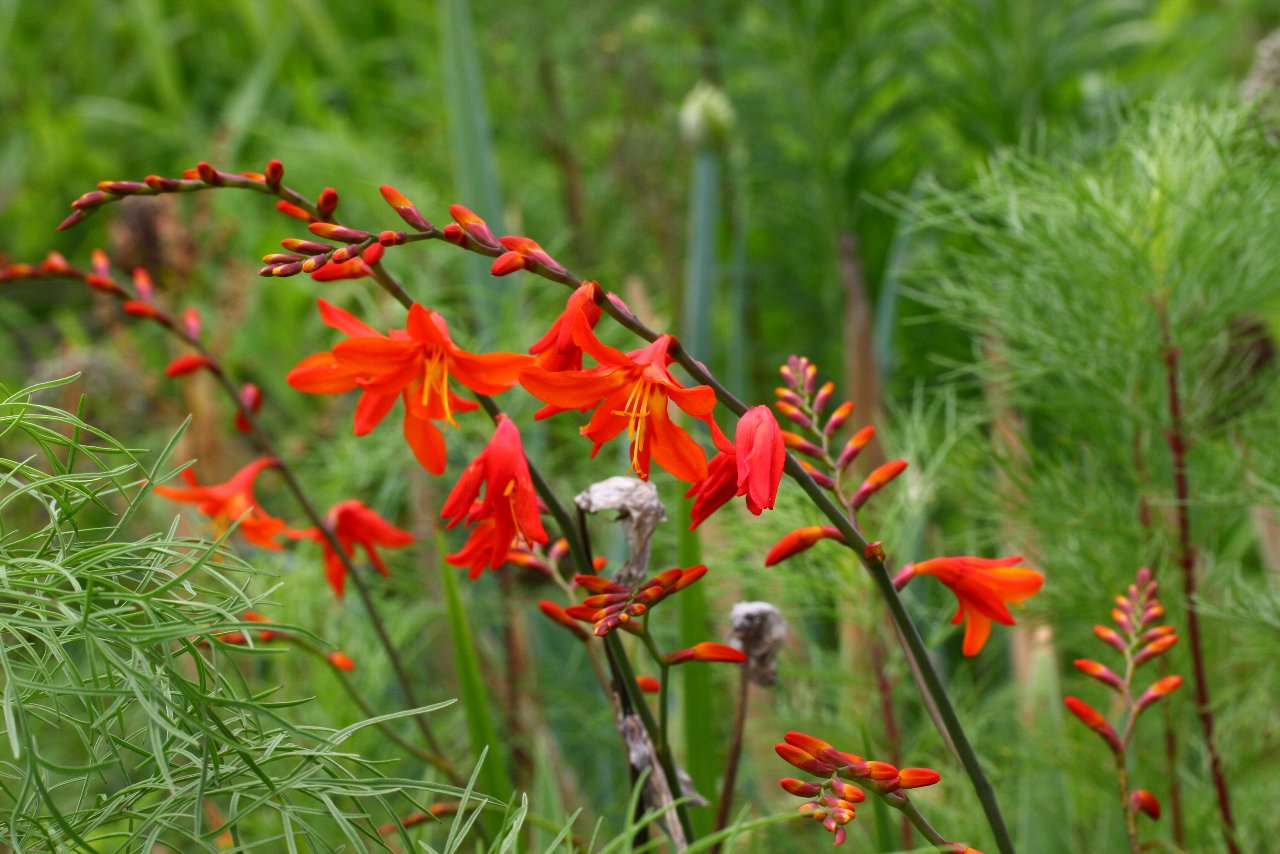 【2011年ルリ男公園周辺の花達（２６）】_e0167295_2247183.jpg