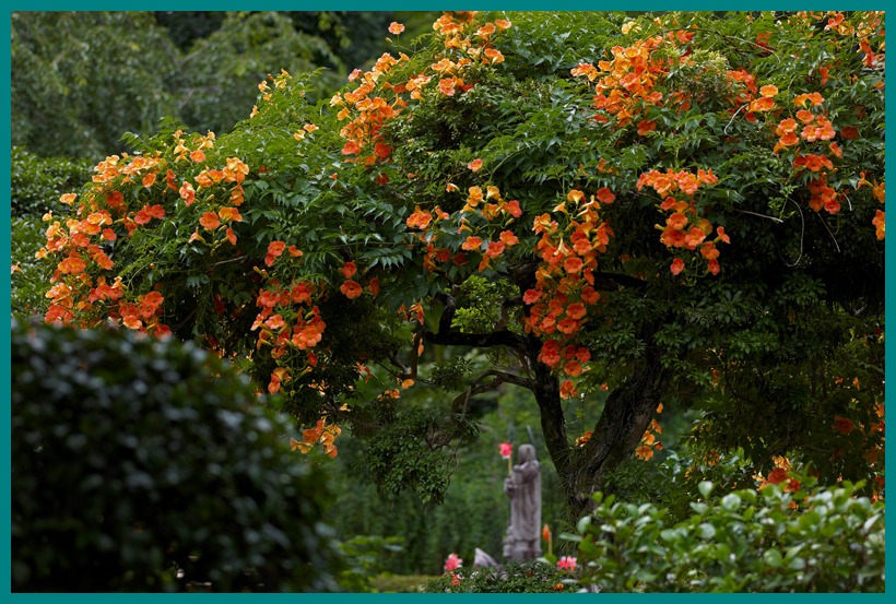 宇治・恵心院の凌霄花（ノウゼンカズラ）_b0221605_1113527.jpg