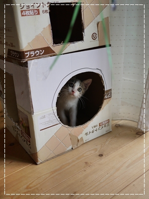 キャットタワー_b0138506_2126767.jpg