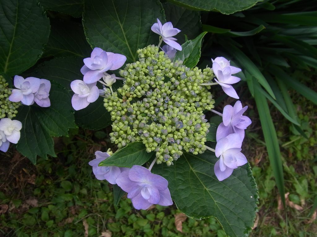 青い花、赤い実_c0025115_20629100.jpg