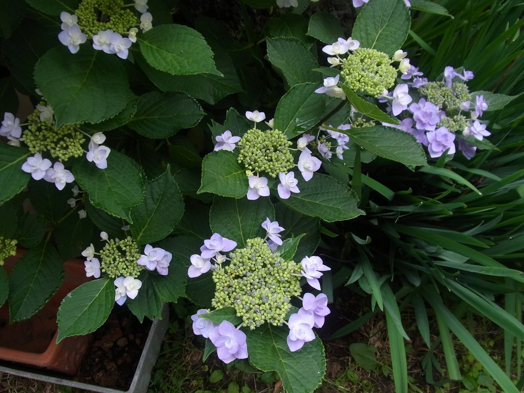 青い花、赤い実_c0025115_2063139.jpg