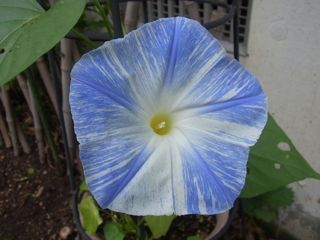 青い花、赤い実_c0025115_2063482.jpg