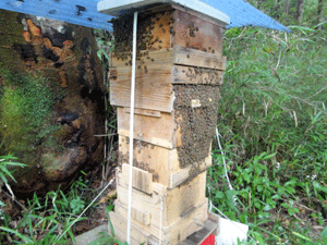 f0232920_11163575.gif