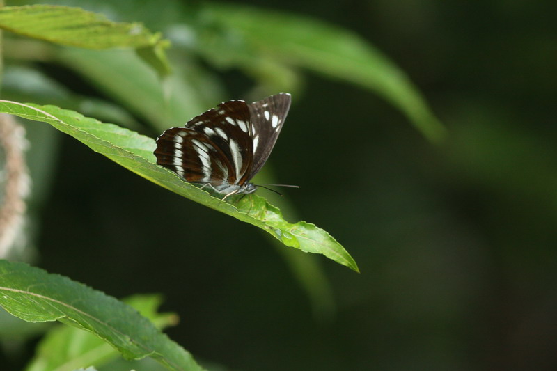 d0090322_5505187.jpg
