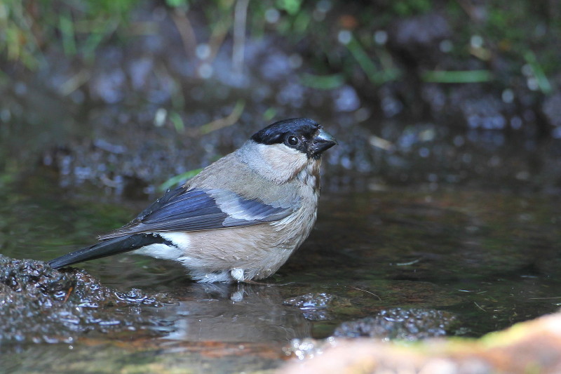 お山の水場④_b0179023_16524725.jpg