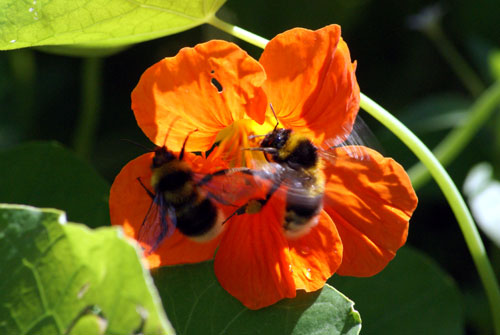今日の庭―クジャクチョウ、蜂いろいろ_c0184125_18503989.jpg