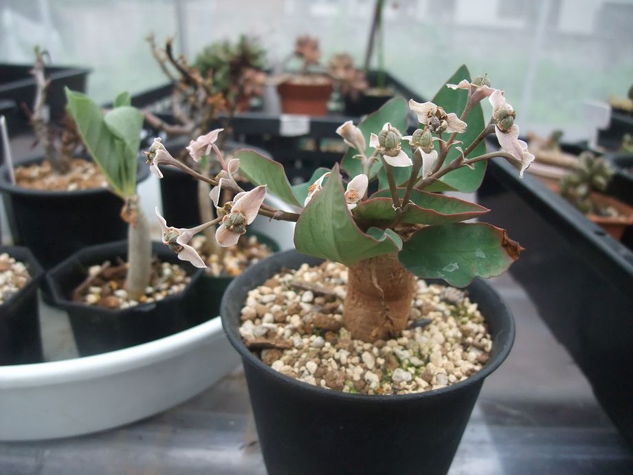 Euphorbia moratii ずっと咲いてるなあと思っていたら実がなっ