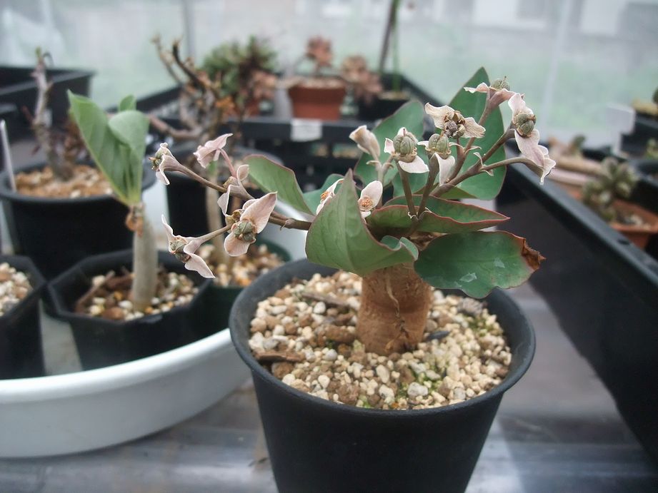 Euphorbia moratii　ずっと咲いてるなあと思っていたら実がなっていました_a0212630_8214479.jpg