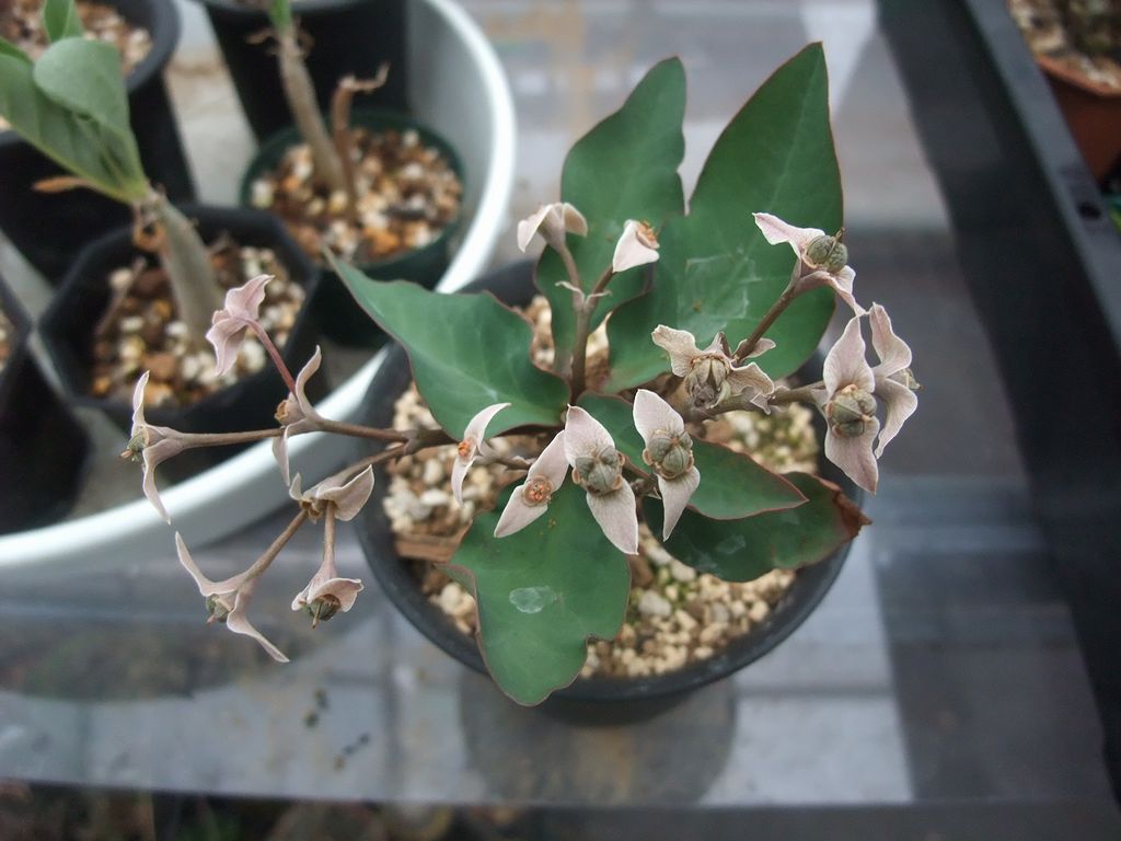 Euphorbia moratii ずっと咲いてるなあと思っていたら実がなっ