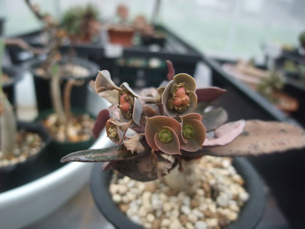 Euphorbia moratii ずっと咲いてるなあと思っていたら実がなっ